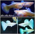 1 TRIO- Live Aquarium Guppy Fish High Quality - Albino Platinum White