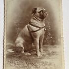 Antique Cabinet Card Photograph Adorable Good Boy Sweet Pug Dog Tipton IA