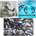 10+ Live Bluegill Fish,Bream,Sun Fish (MEDIUM) GUARANTEE ALIVE (FREE - Shipping)