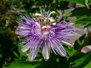 10 Maypop Purple Passion seeds (Edible fruit!) (Passiflora Incarnata) Cold Hardy