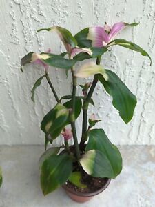 New ListingTradescantia Blushing Bride Pink Plant Rooted in 3