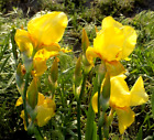 Lot of 6 Yellow Irises--  WOW!  GORGEOUS!  & CHEAP!!!