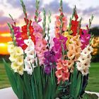 Gladiolus Five Mixed Color Blend Tall Flower Bulbs Fresh Stock 2024 10-12 CM