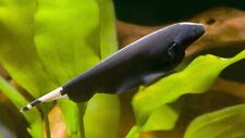 Black Ghost Knife Fish 3-4” Regular Live Fish