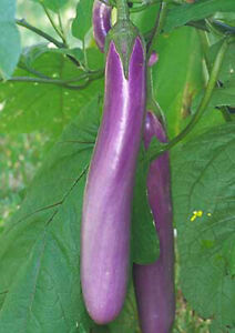 50+Chinese Eggplants Seeds Long Purple Eggplants Aubergine Asian Vegetable USA