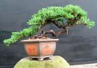 Juniper Bonsai Tree-Small (Juniper Procumbens 