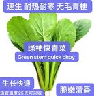 300+pak choi green stem quick bok choy 4 Season vegetable seeds 300多粒速生四季绿梗快青菜