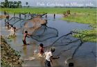 Bangladesh Fishermen Catching Fish With Throw Nets - Postcard FREE SHIPPING