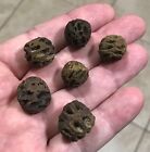 6 Nice & Great Sized - METASEQUOIA PINE CONE Fossils-Hell Creek,Montana.