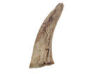 Goat Horn Cores for Craft Projects:  Less than 4