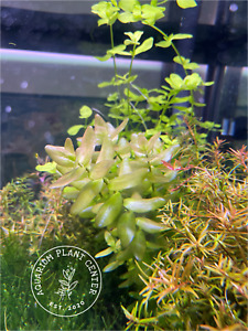 Bacopa caroliniana red, Live Aquarium/Aquatic/stem Plant, Planted Tank Aquascapi