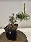 Japanese Black Pines Bonsai (Shohin tree in training) #B5