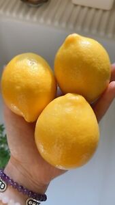 5 Meyer Lemon 🍋 Seeds Organic NonGmo Pesticide Free Citrus Garden Fruit Tree