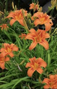 25 Live Orange Daylilies Ditch Day Lilies Plants Roots Dug Fresh When Sold