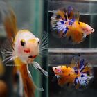 Live Tropical Betta Fish -- Sky Orange Koi | Halfmoon Male