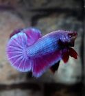 live male purple betta hmpk