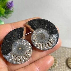 1pairs 16g of Split Ammonite  Specimen Shell Healing Madagascar  b2423
