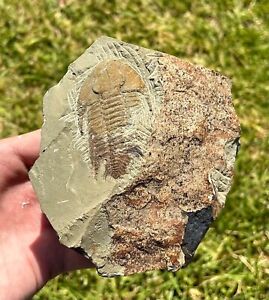 HUGE Morocco Fossil Trilobite Neltneria termieri Cambrian Age Bug