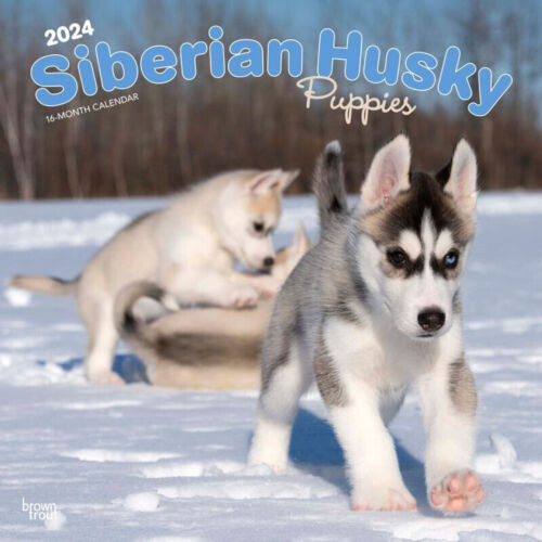 Browntrout Siberian Husky Puppies 2024 12 x 12 Wall Calendar w