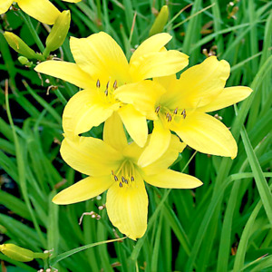 Daylily Hyperion 25 Bare Root Plants