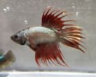 Live Male Betta Fish - 136 Silver Copper and Red Crowntail