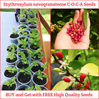 15+ Organic Premium Quality Erythroxylum Novogranatense Seeds High Germination🌱