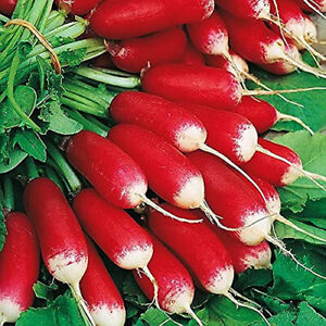 French Breakfast Radish Seeds | 200 Seeds | Non-GMO | Free Shipping | 1095
