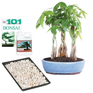 Money Tree Bonsai Live Plant Grove Complete Gift Set With Care Items Indoor 9