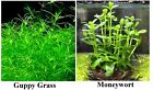2 Super Easy Live Aquarium Plants - Guppy Grass+Bacopa (FERN MOSS) Buy2Get1FREE!