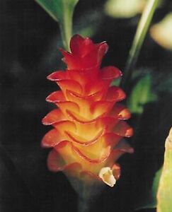 1 Curcuma ROSCOEANA~Rainbow Ginger Lily~Thai Tulip Bulb