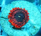 New ListingMega Marley Paly Zoanthids Paly Zoa SPS LPS Corals, WYSIWYG