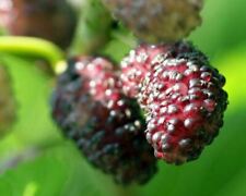 Mulberry Tree - 'Dwarf Everbearing' - Morus nigra live plant edible fruit