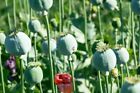 300 Mammoth Poppy Seeds for Planting - Papaver