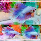 Purple Double Tail Halfmoon Male - IMPORT LIVE BETTA FISH FROM THAILAND