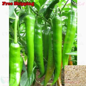 Anaheim Hot Pepper Seeds | Green Hot Chili Pepper Seeds | NON-GMO
