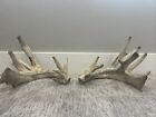 whitetail deer antlers sheds set farm preserve. Very Good Shape and Size.
