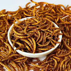 5 LBS Dried Mealworms Bulk for chickens Birds Bluebirds Hamsters Hen Meal Worms