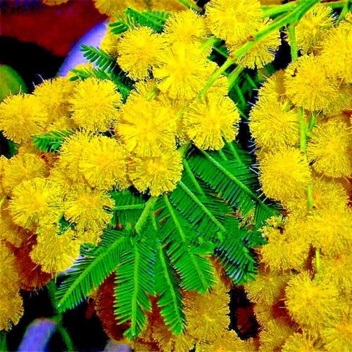 10 GOLDEN MIMOSA Tree Seeds Acacia baileyana Yellow Wattle Flower Fast Growing