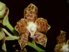 Phalaenopsis hygrochila Vandopsis parishii Orchid Species 1.5” Pot Not Establish