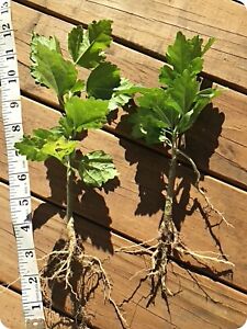 2 Rose Of Sharon Hibiscus Organic Live Plant w/ Roots Transplant Starter Bush