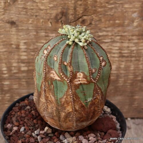 D2161 EUPHORBIA OBESA ARROW MONSTER VERY OLD pot14-H12-W8 cm MaMa Cactus