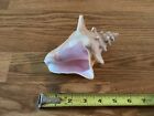 W-3 Small Queen Horned Conch Natural Shell Seashell Nautical Sea Decor Pink