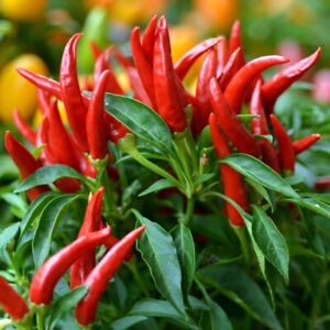 20x Thai Chili Super Hot | Non-GMO Organic Hot Pepper Seeds | FREE SHIP