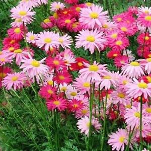 Painted Daisy ROBINSONS GIANT MIX Perennial Huge Cut Flowers Non-GMO 100 Seeds!