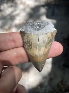 New ListingBeautiful 2”+ Florida Fossil Mako Shark Tooth