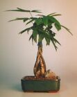 Money Bonsai Tree  Feng Shui Braided 8 years old easy to care