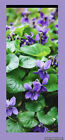 👒 25 LIVE PLANTS PURPLE  WILD VIOLET-Perennial ￼~Sweet Violet GROUNDCOVER