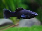 6 pack of Black Mollies - Live Freshwater Fish