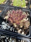 Sempervivum “Pacific Shadows” Cold Hardy Succulent Live Plant Hens and Chicks