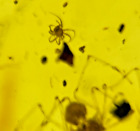 A101 BU400 Scale Insect spider small mite in Burmese Amber Burmite 99mya